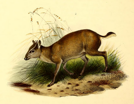 Maxwell's Duiker
