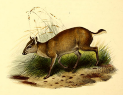 Maxwell's Duiker photo 3