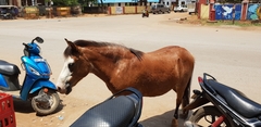 Equus asinus × caballus