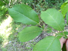 Salix caprea