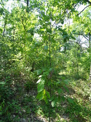 Salix caprea