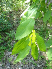 Salix caprea