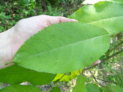 Salix caprea