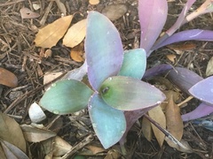 Tradescantia pallida