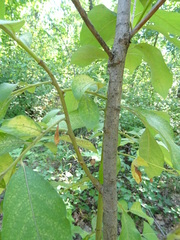Salix caprea