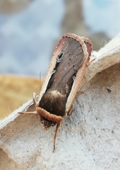Ochropleura leucogaster