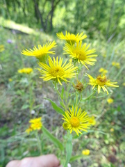 Pentanema britannica