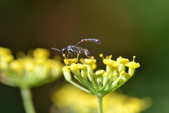 Gasteruption jaculator