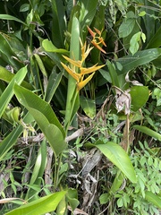 Heliconia × nickeriensis