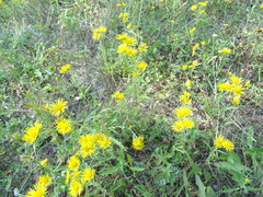 Pentanema britannica