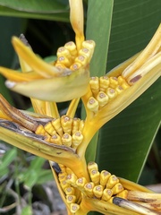 Heliconia × nickeriensis