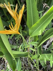 Heliconia × nickeriensis