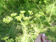 Peucedanum alsaticum