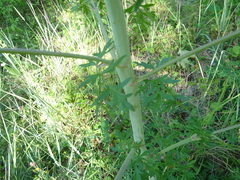 Peucedanum alsaticum
