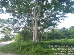 Albizia niopoides