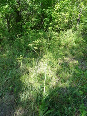 Peucedanum alsaticum