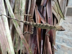 Anolis eulaemus