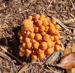 Desarmillaria caespitosa