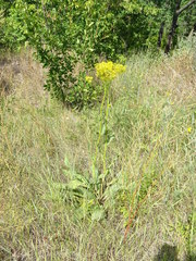 Senecio doria