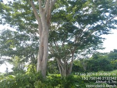 Albizia niopoides