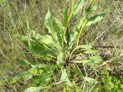 Senecio doria