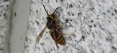 Vespula flaviceps