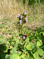 Ballota nigra