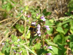 Ballota nigra