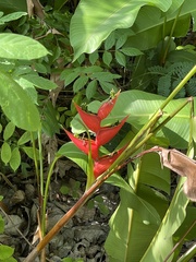 Heliconia bihai