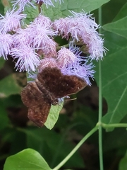 Staphylus hayhurstii