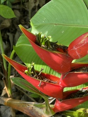 Heliconia bihai