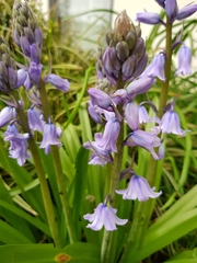Hyacinthoides hispanica