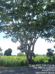 Albizia niopoides