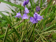 Hyacinthoides hispanica