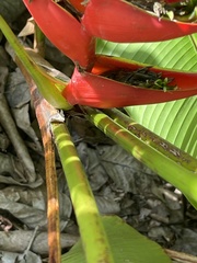 Heliconia bihai