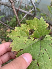 Pseudoperonospora cubensis