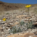 Nevada Sunray - Photo (c) Jim Morefield, some rights reserved (CC BY)