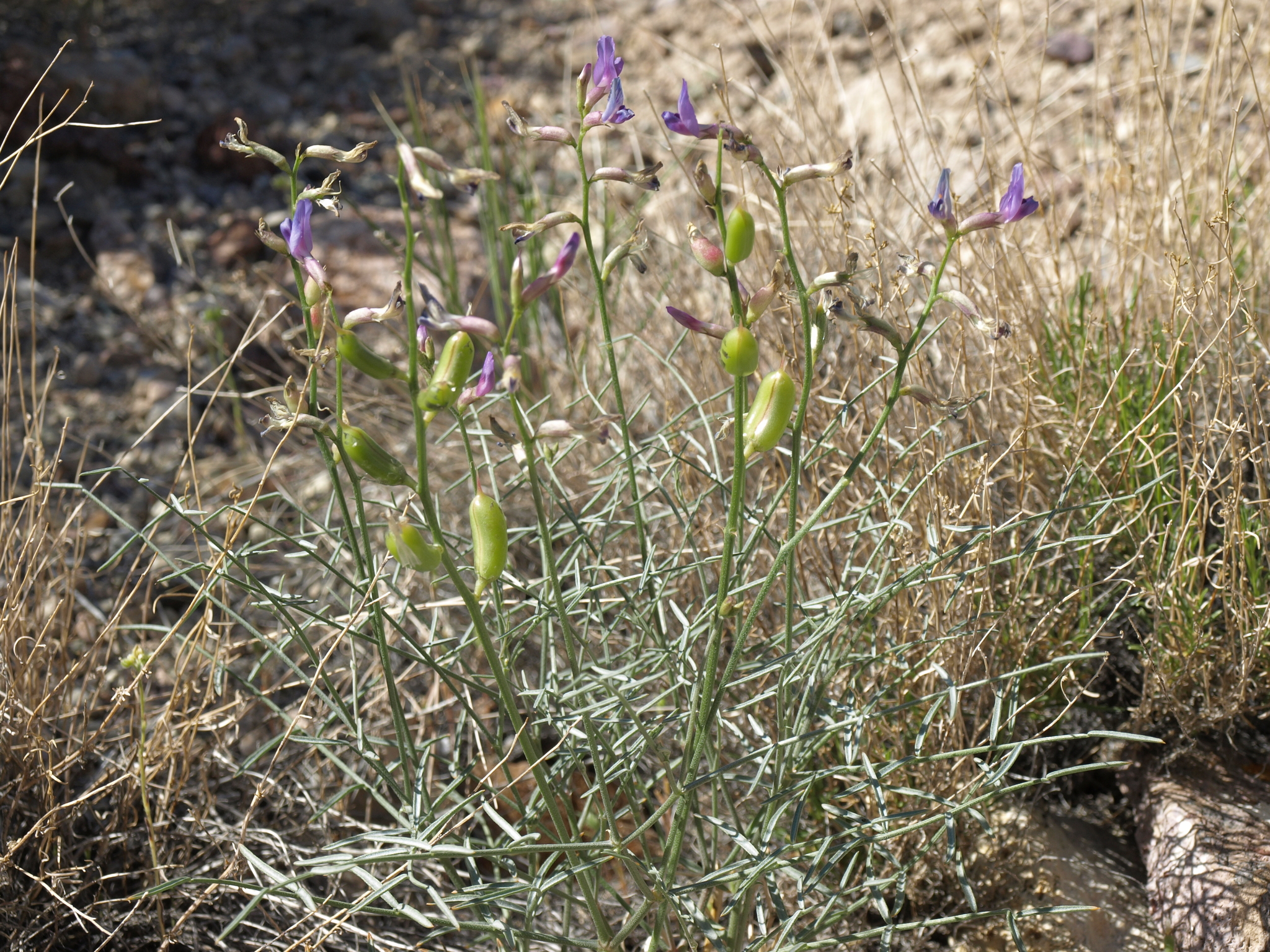 Astragalus serenoi var. shockleyi