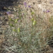 Astragalus serenoi shockleyi - Photo (c) Jim Morefield,  זכויות יוצרים חלקיות (CC BY)