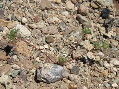 Ipomopsis polycladon