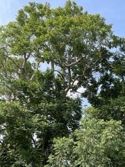 Spathodea campanulata
