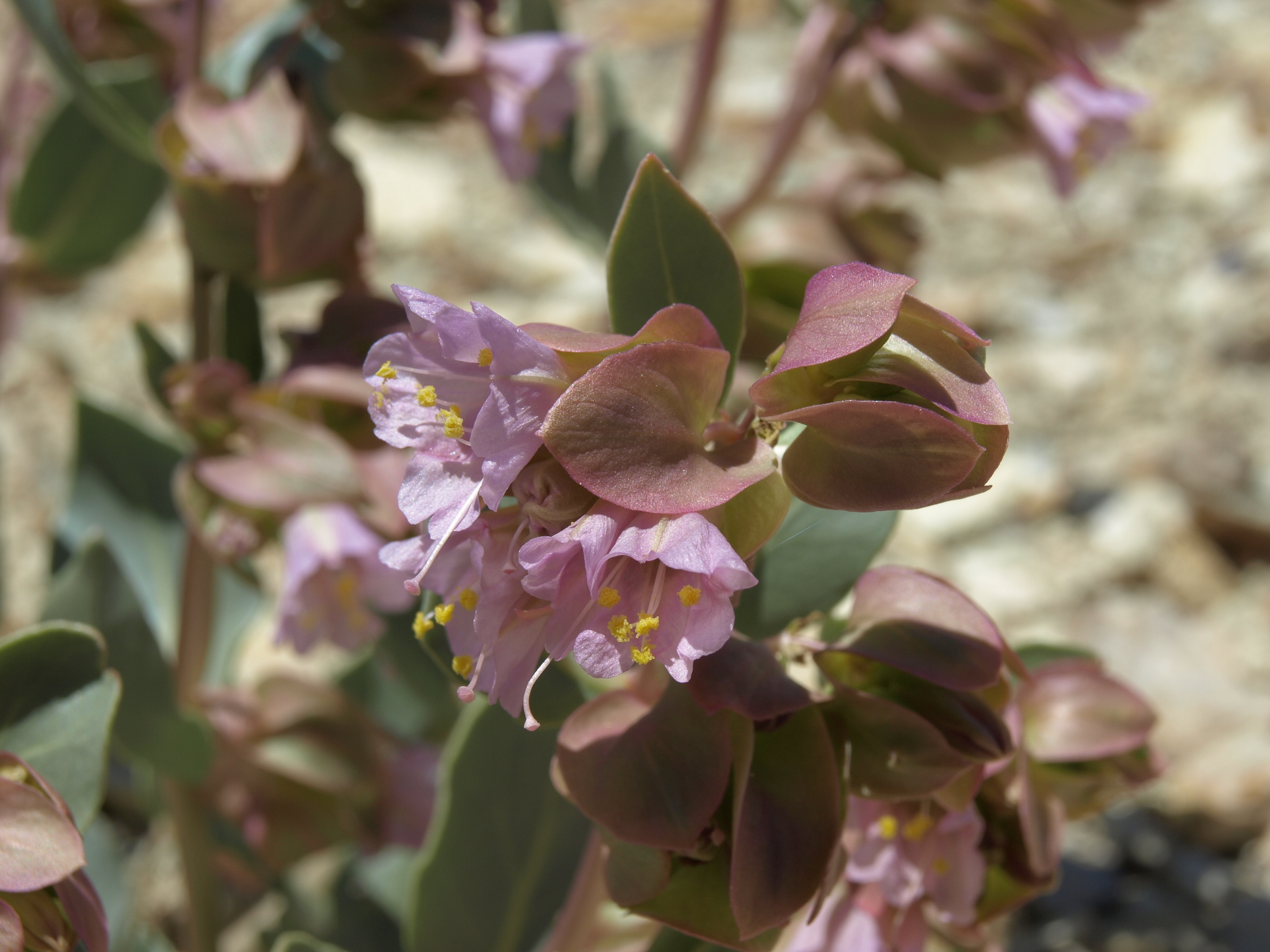 Mirabilis alipes