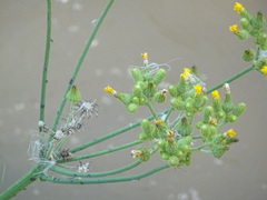 Sonchus palustris