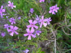 Jamesbrittenia microphylla