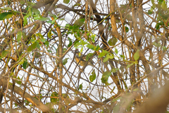 Cercotrichas quadrivirgata