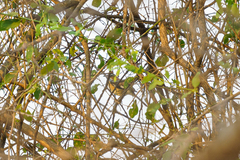 Cercotrichas quadrivirgata