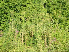 Sonchus palustris