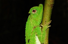 Lyriocephalus scutatus