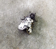 Xanthopastis timais