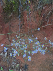 Symphyotrichum adnatum